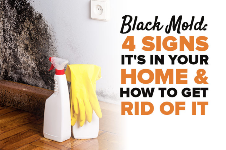 Removing Black Mold From Your Home Carolina Storm Roofing